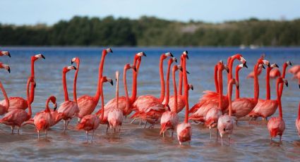 Este municipio de Yucatán es famoso por sus hermosos manglares y flamencos, así puedes disfrutarlo