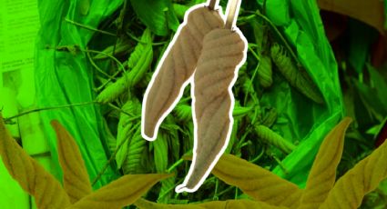 Sutub: la planta medicinal de Yucatán que, según la tradición, ayuda a niños con problemas del habla