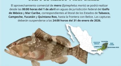 Mero yucateco sortea los aranceles y se exporta a Estados Unidos