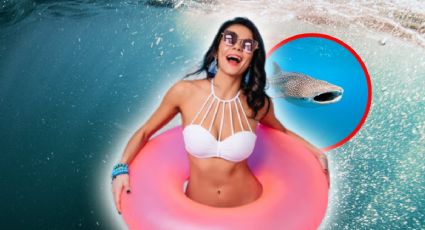 El MEJOR lugar para nadar con tiburones en México: precios, fechas y todo lo que debes saber