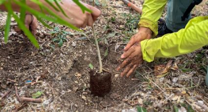 Mérida trabaja para reverdecer la ciudad con especies locales