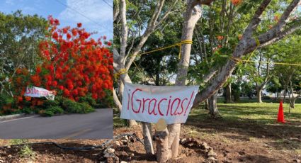 Vecinos y ayuntamiento salvan un ejemplar de flamboyán