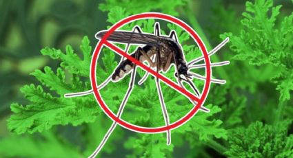 Lista de plantas yucatecas para alejar a los mosquitos y evitar el dengue