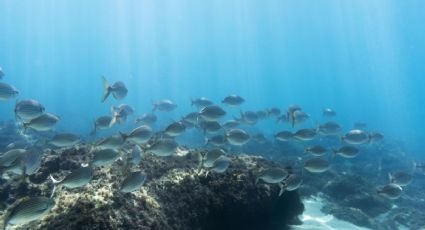 Investigadores de la UNAM llaman a moderar la pesca y proteger los ecosistemas marinos