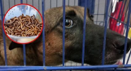 Reportan nuevo caso de gusano barrenador en 'Dingo', perrita rescatada de Tetiz