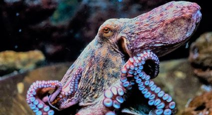 Pesca ilegal de pulpo en Yucatán genera pérdidas económicas y daños al ecosistema