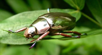 Invasión de escarabajos verdes en Yucatán: qué hacer si aparece un "kisay" en tu hogar