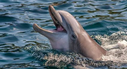 Hallan a delfín muerto en aguas cercanas al puerto de Progreso: crece preocupación por fauna marina