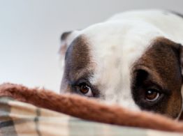 Maltrato animal: Hombre intoxicado agrede a una perrita en Dzilam González