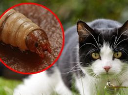 Continúan los casos de gusano barrenador en Yucatán: ¿Los gatos pueden contagiarse?