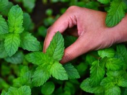 Así puedes cultivar esta planta que es INCREÍBLE para el calor y hacer deliciosos cócteles
