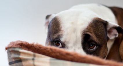 Maltrato animal: Hombre intoxicado agrede a una perrita en Dzilam González