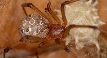 ¡Cuidado! Esta es la venenosa araña que habita en Yucatán y puede esconderse en los muebles