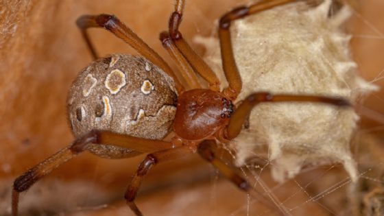 ¡Cuidado! Esta es la venenosa araña que habita en Yucatán y puede esconderse en los muebles