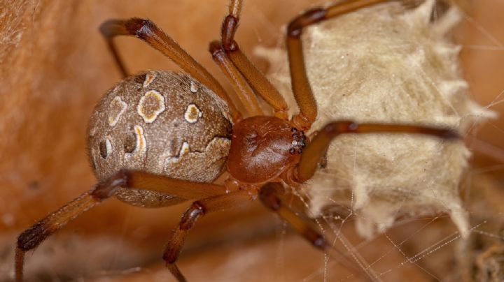 ¡Cuidado! Esta es la venenosa araña que habita en Yucatán y puede esconderse en los muebles