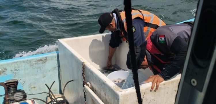 ¿Cuál es la multa por romper la veda pesquera en Yucatán? 3 hombres enfrentarían cárcel
