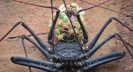¡NO TE ESPANTES! los insectos más raros de Yucatán: estas especies abundan por la lluvia y el calor