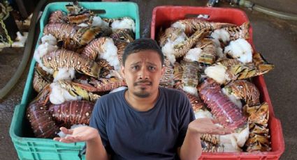 Temporada de langostas en Yucatán: ¿cuánto dura y por qué es importante en la economía del estado?