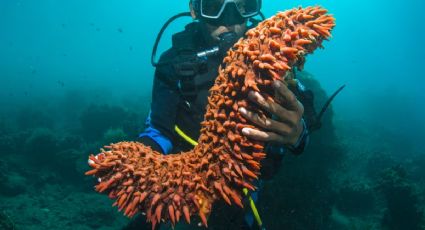 Celestún apuesta por el pepino de mar para recuperar el equilibrio del mar y la pesca en Yucatán