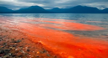 Marea roja en Yucatán: ¿qué es y cómo puede afectar a la economía del estado?