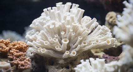 Muere 90% del coral por el arribo de sargazo al Caribe