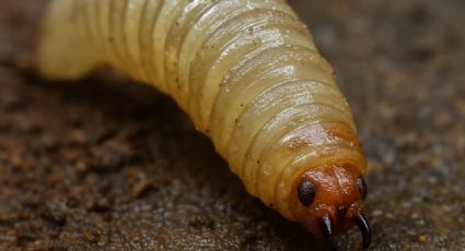 ¿Cómo saber si tu mascota tiene el gusano barrenador? Señales de alerta y qué hacer en Yucatán