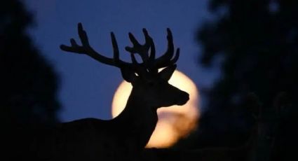 Luna de Ciervo: ¿cuándo y a qué hora será visible en Yucatán?