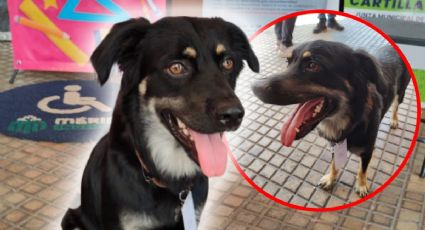 Kalimán, el perrito rescatado que ahora trabaja en el Palacio Municipal de Mérida
