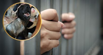 ¡Justicia para Negrito! Hombre que agredió a perro de Umán permanecerá 10 meses en prisión