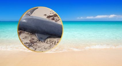 Localizan a delfín muerto en playa yucateca: ¿cuál fue la causa de su fallecimiento?