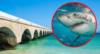 Alerta por fauna marina peligrosa en Progreso: autoridades restringen el acceso al mar