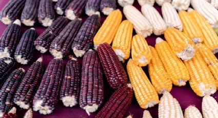 Llaman a construir un puente entre la IA y los pueblos indígenas