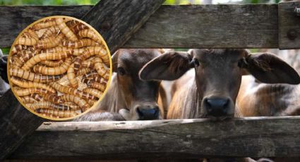 Yucatán registra 82 nuevos casos de gusano barrenador: ¿en qué municipios están? MAPA