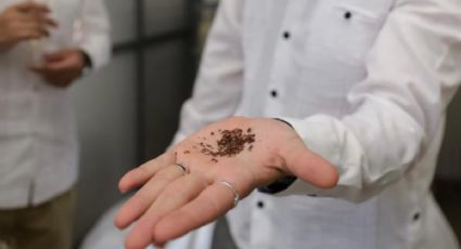 Inauguran planta para transformar el sargazo en biofertilizantes en Yucatán