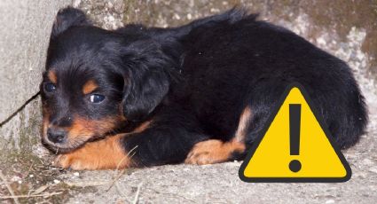 Día Internacional del Animal sin Hogar: ¿cómo reportar perritos abandonados en Yucatán?