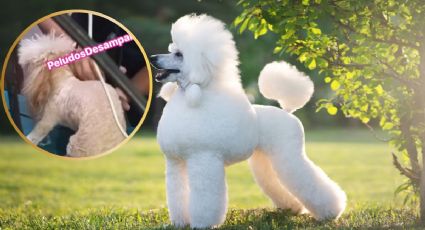 Maltrato animal: captan a peluquero agrediendo a perrito en estética canina de Umán