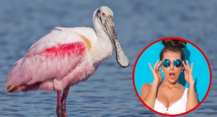¡Sorprendente! Captan especie rosa distinta al flamenco en Celestún