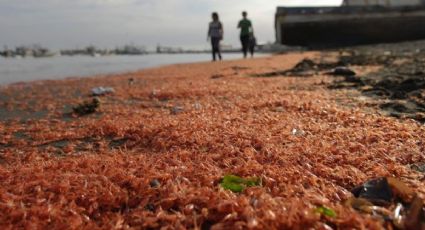 Marea roja en Yucatán: ¿es seguro comer en restaurantes de mariscos?