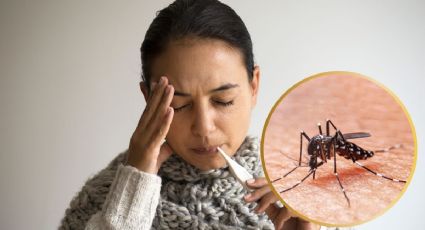 Casos de dengue en Yucatán 2025: cifras, medidas de prevención y municipios fumigados