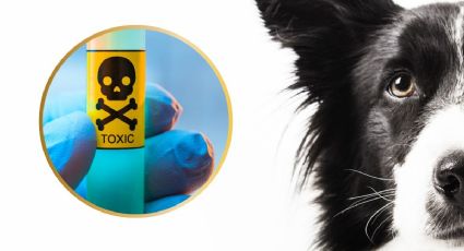 Reportan envenenamiento de perros en Kanasín: ¿cómo denunciar estos casos?