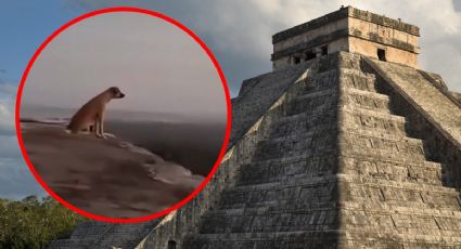 Un perrito en Kukulkán desata una serie de teorías y especulaciones tras un CONMOVEDOR video viral