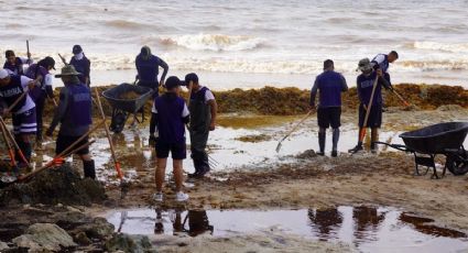 ¿El sargazo afecta tu salud? Yucatán propone alternativas para combatir estas algas y darles uso