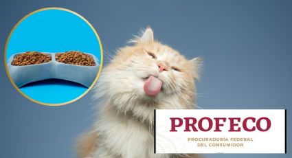 Día Internacional del gato: estas son las mejores croquetas para tu michi según la Profeco