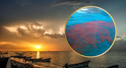 Descartan marea roja en Yucatán, pero encuentran algas nocivas: ¿qué medidas tomar?
