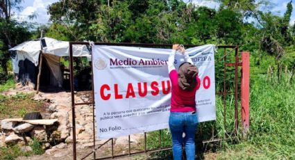 Profepa clausura granja porcícola en Santa María Chi, Yucatán: este fue el motivo