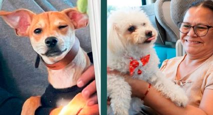 Perritos viajan en el Tren Maya y enternecen redes sociales | FOTOS