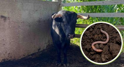 Yucatán mantiene alerta sanitaria por gusano barrenador: suman 481 casos en el estado