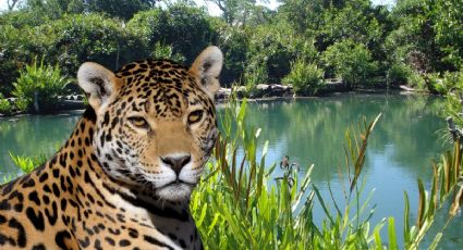 Profepa refuerza protección del jaguar en Río Lagartos, Yucatán