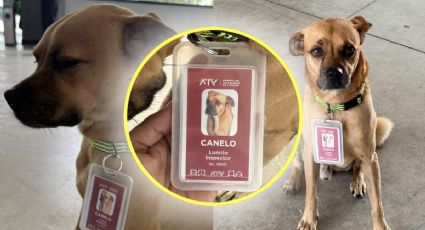 La historia viral de Canelo: el perrito que trabajó como inspector en IE-TRAM para regresar a casa