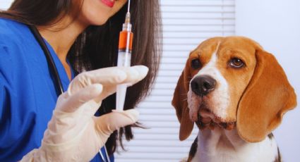 Día Mundial contra la Rabia: ¿dónde aplican la vacuna GRATIS en Mérida?